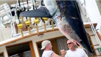 Two men exchange congratulations after their mako shark weighed in at 106 kg at the Montauk Marine Basin Shark Tournament in Montauk, NY, last week.