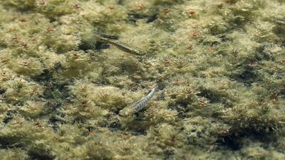The Azraq killifish is only found in the reserve, after conservationists intervened to save the species about 20 years ago. AFP