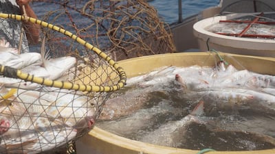 Adult fish were caught in the wild and included in the hatchery project to improve stocks. Courtesy: Ministry of Climate Change and Environment