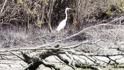 A white western reef heron.