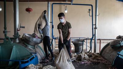 Workers prepare bags of roses to be distilled into rose oil for the cosmetics industry. Getty Images
