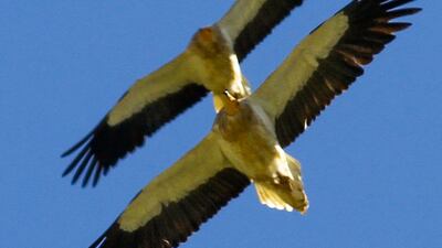 The endangered Egyptian vulture. Photo: Korsh Ararat