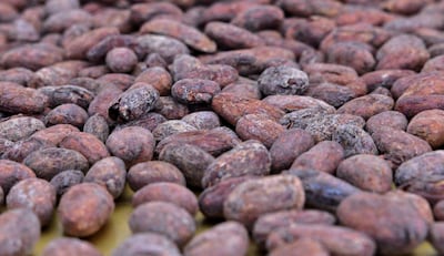Cacao beans were initially used to make liquid cocoa, with solid chocolate only coming into being in the 1800s. Courtesy Ronan O'Connell