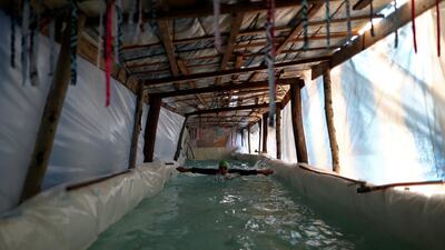 Argentine Paralympian Sebastian Galleguillo trains in the swimming pool his family built for him during the outbreak of the coronavirus disease, in Florencio Varela, on the outskirts of Buenos Aires, on Monday, July 13. Reuters