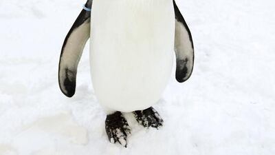 Mona Lisa the penguin at Ski Dubai in Mall of the Emirates. Sarah Dea / The National