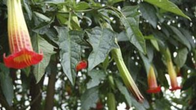 Angel's Trumpet is one of those plants that can be ignored and still reward you with a showy display of flowers for four or five months of the year.