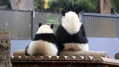Giant panda cub Xiang Xiang and its mother Shin Shin eat bamboo at Ueno Zoo in Tokyo, Japan. EPA