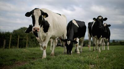 The dairy herd of farmer Mike Gorton near Macclesfield, northern England. Farming unions from across the UK have held an ‘urgent summit’ to discuss low milk prices. Christopher Furlong / Getty Images