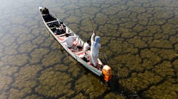 A fisherman manoeuvres his boat through Iraq's Hawizeh Marsh. AFP