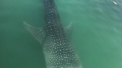 Al Bahar beach will be closed until Friday after a whale shark sighting in Abu Dhabi. Courtesy Environment Agency - Abu Dhabi