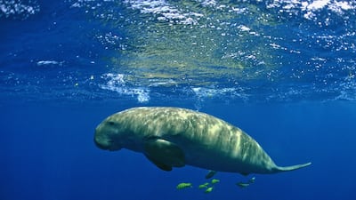 Dugong feed primarily on seagrass, which restricts their habitat to those places where seagrass meadows are found. PA