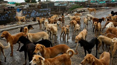 Dogs gather as they look for food after they were left behind when everyone was evacuated from Jakhau port. Reuters