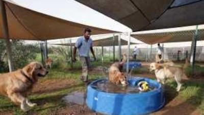 Dogs at Posh Paws Kennels and Cattery. The Sharjah facility has seen a rise in animals abandoned in its care by owners who fail to return to claim them.