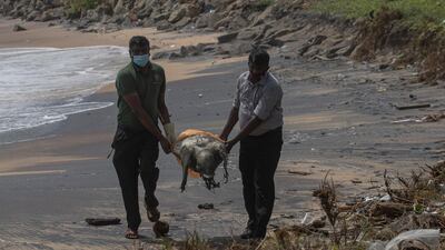 Sri Lankan wild life workers remove decomposed remains of a turtle lies on a beach polluted following the sinking of a container ship that caught fire while transporting chemicals off Kapungoda, outskirts of Colombo, Sri Lanka, Monday, June 21, 2021. AP