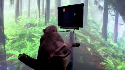 Pager the monkey plays a video game using his mind. Neuralink/Reuters