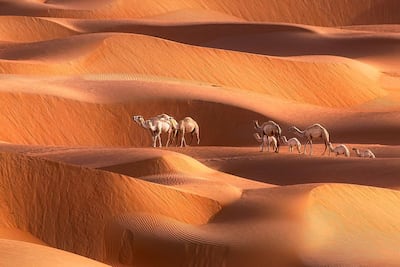 Camels have decimated green areas of the desert, according to a new documentary from Environment Agency Abu Dhabi. Anushka Eranga / Caters News
