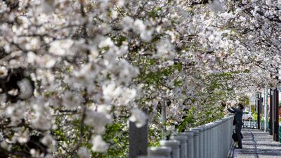 A person takes a picture under a canopy of cherry blossoms in Tokyo, Japan. AP Photo