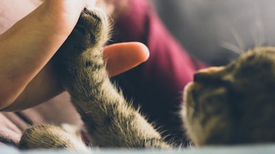 For many, the loss of a pet can feel like a death in the family. Experts agree there should be no time limit or pressure to heal. Unsplash / Jonas Vincent