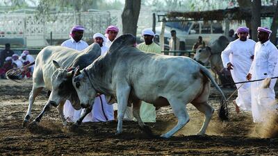 3. People watching the bull butting near the Corniche area in Fujairah. Pawan Singh / The National
