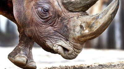 Black rhinoceros Kalusho walks in its enclosure on February 3, 2017, at the zoo in Frankfurt, Germany. The 30-year-old rhino was born in Zimbabwe, but came to Frankfurt when it was three years old. Michael Probst / Associated Press