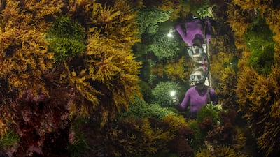 Rich reflections by Justin Gilligan, showing the reflection of a marine ranger among the seaweed in Australia, won Wildlife Photographer of the Year: Plants and Fungi Award. Justin Gilligan / Wildlife Photographer of the Year