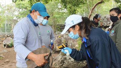 Park rangers taking the temperature of a San Cristobal island giant tortoise before been released, in Galapagos, Ecuador on September 28. Handout picture by Galapagos National Park / AFP