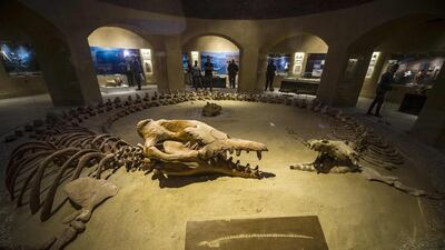 A Basilosaurus isis whale skeleton pictured at the Wadi El Haitan Fossil and Climate Change Museum in Fayoum, 60 kilometres south of the Egyptian capital Cairo, on January 14, 2016. Khaled Desouki/AFP