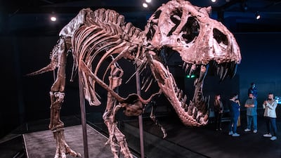 The fossil skeleton of Stan the Tyrannosaurus rex will be on display at Natural History Museum Abu Dhabi. Victor Besa / The National