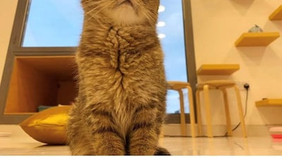 The cafe is helping the cats find forever homes