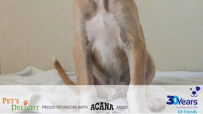 Bodge was rescued from a construction site with his sibling Badger. He is full of energy and loves to play. He will be neutered when he reaches six months and with some training will make a great addition to any family. Courtesy K9 Friends Dubai