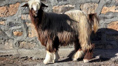 A goat wandering around an abandoned village near Al Khitaym, Oman. Charlotte Mayhew/ The National