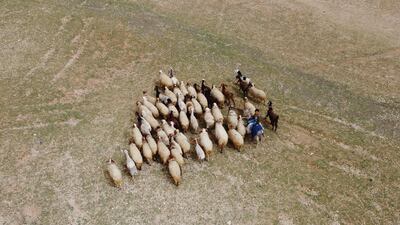 Shepherds guide their sheep across a dry field in the countryside near Tabqa in Raqqa governorate. Syria is among the countries most vulnerable and poorly prepared for climate change, which is expected to worsen, posing a further threat to the wheat harvests that are an essential income source for a war-battered population. The trend is most evident in Syria's once-fertile north-east where wheat fields are drying to a crisp because of drought and low rainfall. AFP
