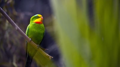 A superb parrot sits in its enclosure at the National Zoo in Canberra, Australia. EPA