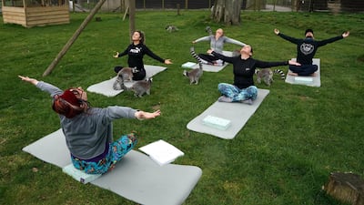 The hotel's Meet the Wildlife programme also includes walks with alpacas. PA