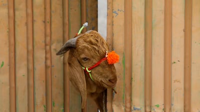 A sacrificial goat peeks through the gate of a house in Peshawar, Pakistan. Reuters