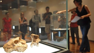 Visitors to the Maropeng centre, north of Johannesburg, view fossils of an ancient hominid species called Paranthropus.