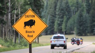 When visiting the Grand Canyon, the roads are shared with the many bison that live in the park. AP