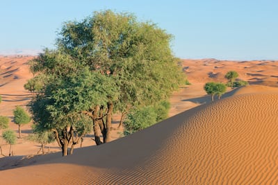 The ghaf tree is a source of food for animals and was used for its medicinal properties. Photo: Environment Agency – Abu Dhabi