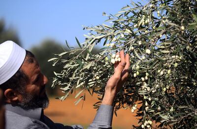 A Libyan man checks a rare white Olive tree in the Libyan town of Tarhuna (80 kms) south of Tripoli, on November 11, 2018. AFP