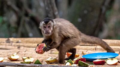 A monkey is fed by volunteers who work to help animals suffering from the fires, in the Pantanal, town of Porto Jofre, located in the municipality of Pocone, Mato Grosso state, Brazil. EPA