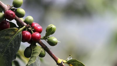 Kenya's earnings from coffee have taken a downward trend and now coffee ranks fourth after tourism, tea and horticulture. Noor Khamis / Reuters