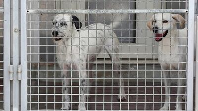 Abandoned dogs at the K9 Friends dogs home, a non-profit shelter in Dubai. (Satish Kumar / The National)
