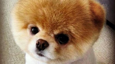 Boo the dog. Photo courtesy @iamboo_officialfanpage / Instagram