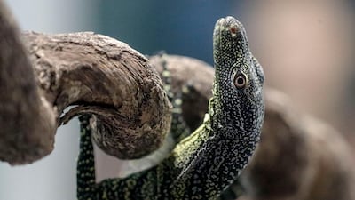 A crocodile monitor hatchling crawls on a branch at the Singapore Zoo, in Singapore. The Singapore Zoo recorded 660 animal births across 121 different species in 2019, of which 25 are listed on the International Union for the Conservation of Nature's (IUCN) Red List of Threatened Species. EPA