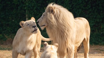 Dubai Safari Park is poised to grow further in stature as a major world-class attraction in its new season starting 27 September 2021, with tourism inflows to the emirate set to increase markedly over the next few months. Handout
