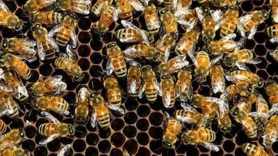 Bernard Mandeville's Fable of The Bees suggests many key principles of economic thought. Gerry Broome / AP Photo