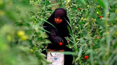 A female Iraqi farmer harvests tomatoes in Diwaniyah. Haidar Hamdani / AFP