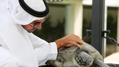 Sheikh Fahim bin Sultan Al Qasimi rescued the turtle 'Farah' in Sharjah and took it to the Burj Al Arab Turtle Rehabilitation Sanctuary for surgery. Chris Whiteoak / The National