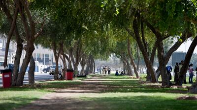 Ghaf trees provide shade in Abu Dhabi. It is a drought-tolerant tree, which can remain green even in harsh desert environments.