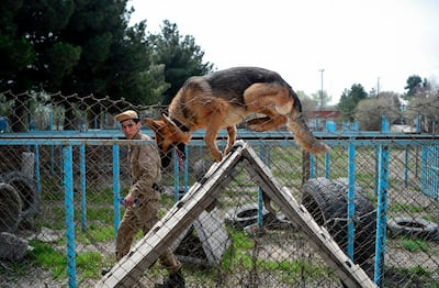 After the MDC was established in 1989, the dogs mainly came from the Netherlands, but now most are local after breeding started here in 1994. More than 1,100 dogs have completed the training. AFP
